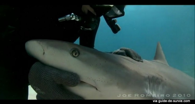 Requin, immobilité tonique et catalepsie