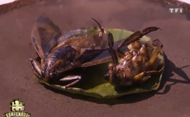 L’épreuve de confort et l’épreuve d’immunité sont les épreuves éliminatoires de Koh Lanta.