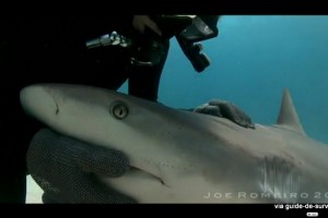 Requin, immobilité tonique et catalepsie