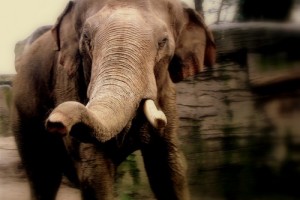 Charge d'éléphant
